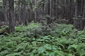 Trail Of The Cedars